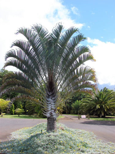 10 TRIANGLE PALM TREE Dypsis Decaryi Rare Tropical from Madagascar Seeds